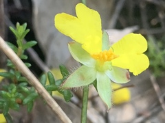 Hibbertia puberula