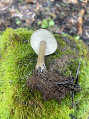 Melanoleuca angelesiana