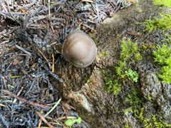 Melanoleuca angelesiana