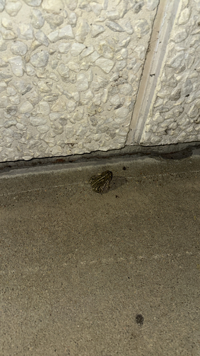 Woodhouse's Toad