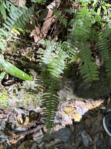 Polystichum hancockii observed 2026-09-22