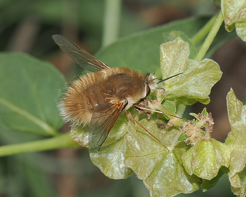 Bee Fly photo 3