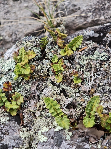 Woodsia ilvensis
