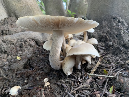 Macrocybe crassa