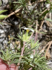 Leptosiphon nuttallii pubescens