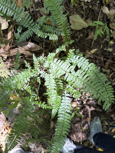 Polystichum hancockii observed 2026-09-22