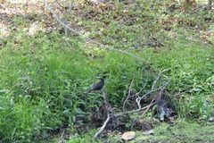 Quiscalus quiscula stonei