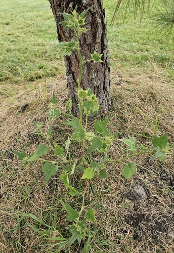Anoda cristata, photograph 2