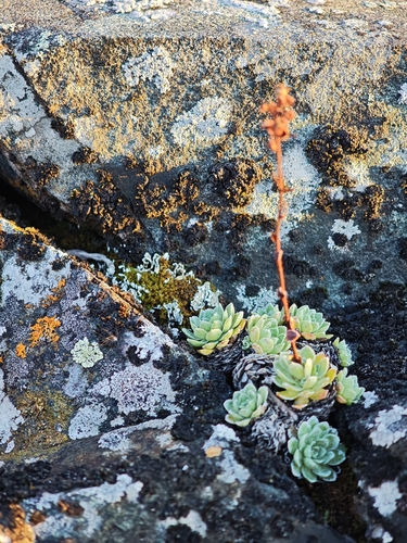 Saxifraga paniculata, photograph 1