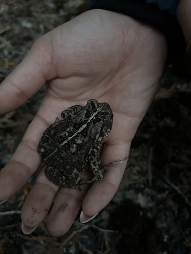 American Toad