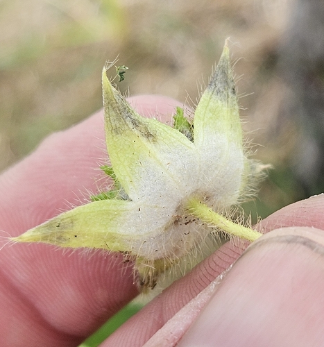 Anoda cristata, photograph 4