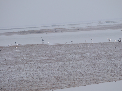 Pied Avocet