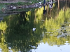 Chroicocephalus ridibundus