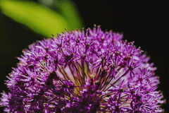 Allium giganteum