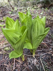 Veratrum californicum