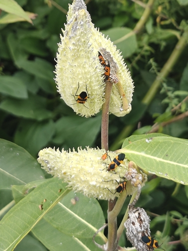 Large Milkweed Bug