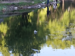 Chroicocephalus ridibundus