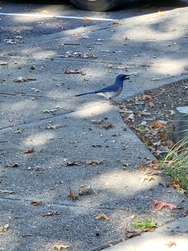 California Scrub-Jay