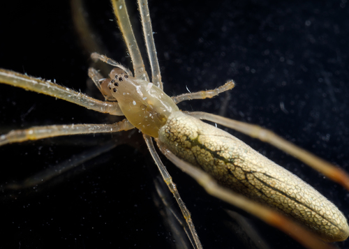 Tetragnatha pallescens
