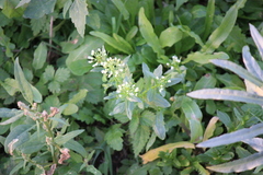 Thlaspi arvense, photograph (c) snowglobin, some rights reserved (CC BY)