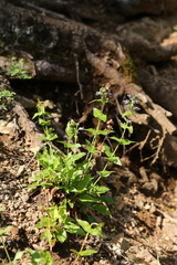 Penstemon ovatus