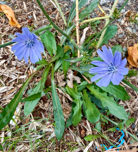 chicory
