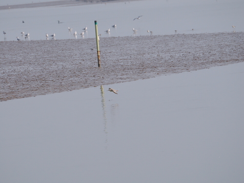 Spotted Redshank