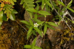 Moehringia macrophylla