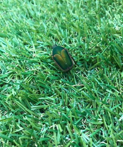 Common Green June Beetle