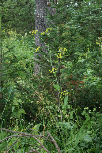 Bupleurum aureum, photograph 3