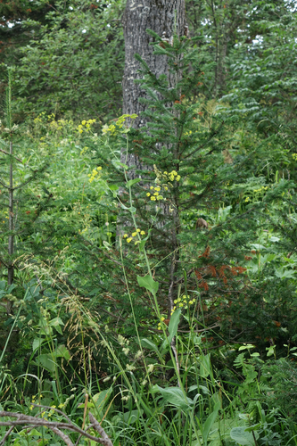 Bupleurum aureum, photograph 2