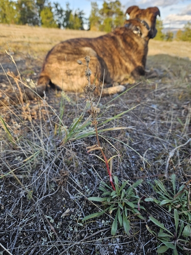 Gorman's Beardtongue