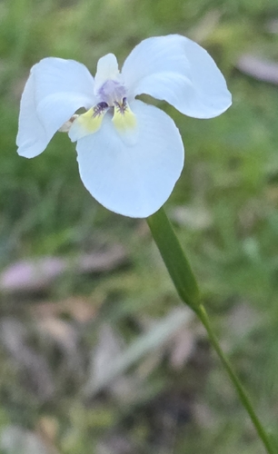 Diplarrena moraea
