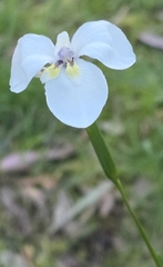 Diplarrena moraea