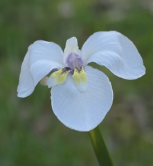 Diplarrena moraea, photograph (c) Ian Rainbow, some rights reserved (CC BY)