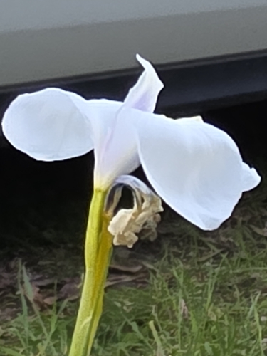 Diplarrena moraea, photograph 3