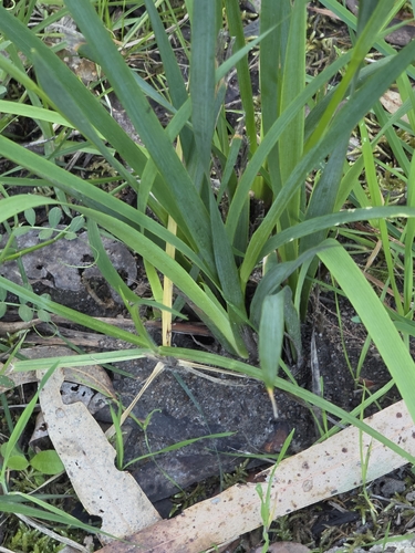 Diplarrena moraea, photograph 4