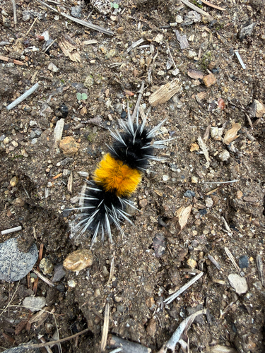 Spotted Tussock Moth