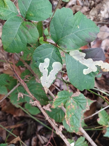 Poison Ivy Leaf-miner Moth