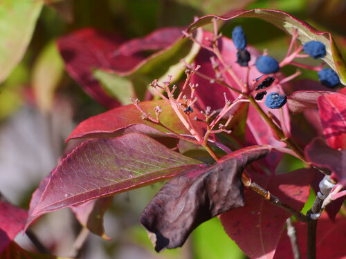 northern wild raisin