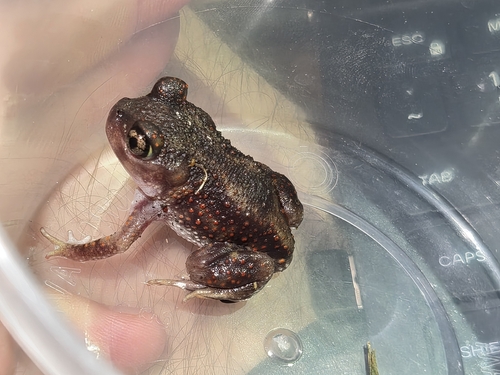 Eastern Spadefoot