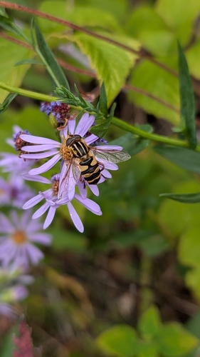 Narrow-headed Marsh Fly