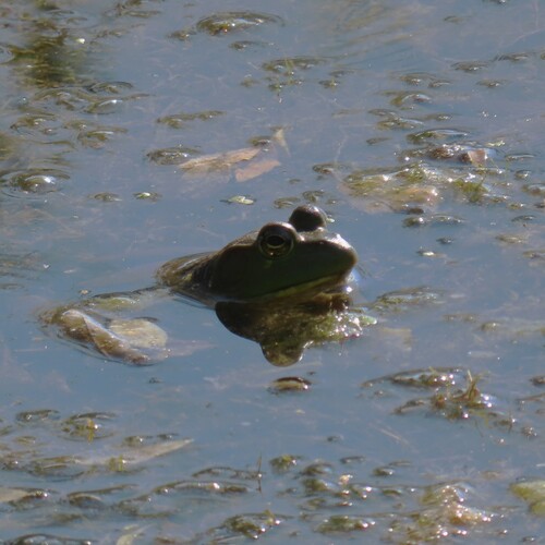 American Bullfrog