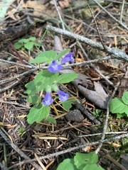 Scutellaria tuberosa