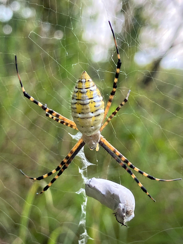 Banded Garden Spider
