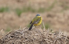 Motacilla flava flava