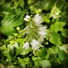 Hydrophyllum virginianum