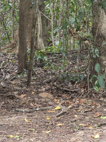 Lace Monitor