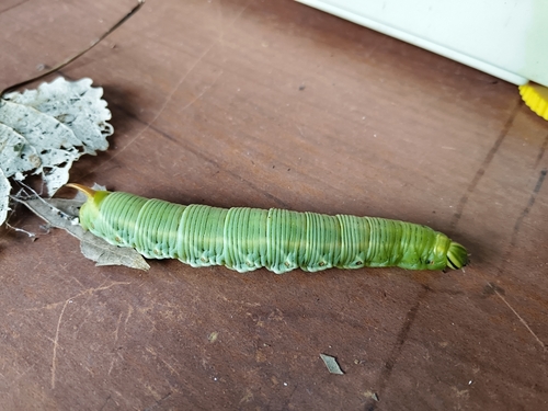 Convolvulus Hawkmoth
