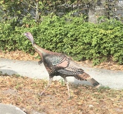 Meleagris gallopavo osceola